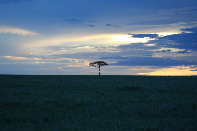  Masai Mara Plains